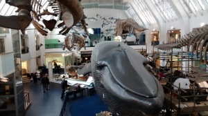 Extraordinarily large mammals at the British Natural History Museum